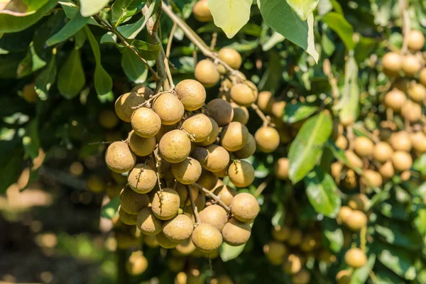 Longan meyve bahçeleri - Lamphun, T tropikal meyve güzel longan
