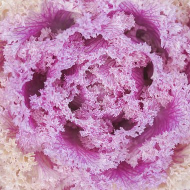 Taze lahana (brassica oleracea)