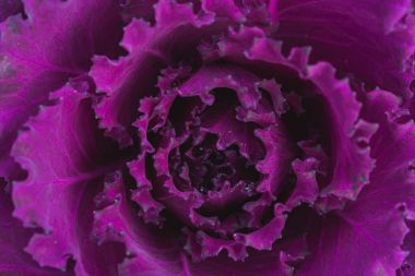 Taze lahana (brassica oleracea)