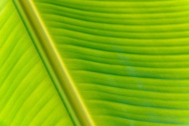 Muz Yaprak doku arka plan closeup