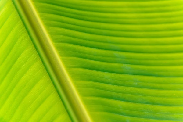 バナナ葉テクスチャ抽象的な背景のクローズ アップ — ストック写真