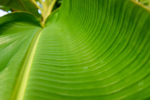 Closeup of banana leaf texture abstract background — Stock Photo, Image