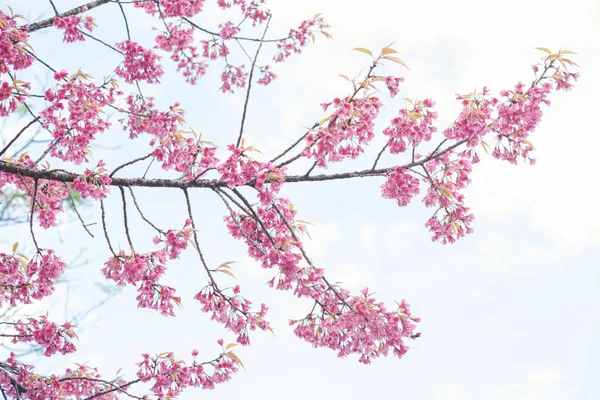 Focus doux Printemps Fleurs de cerisier, fleurs roses . — Photo