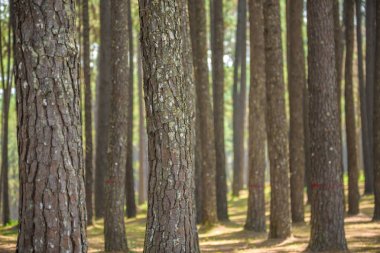 çam ormanı ile gövde kabuğu ile