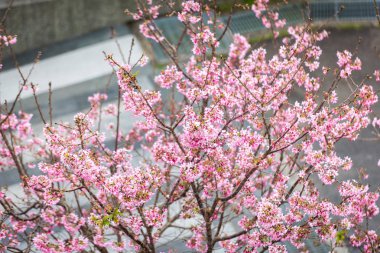 Baharda kiraz çiçeği açan kiraz sakura
