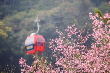 Güneş ay Gölü teleferik güzel kiraz çiçeği sakura 