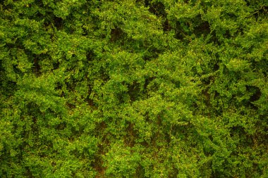 Rasgele doku duvar bitki