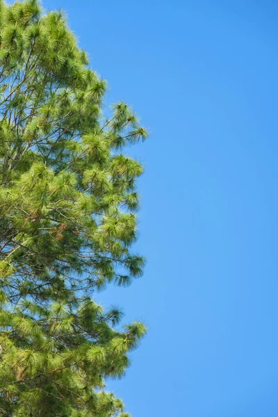 Pine branch against the blue sky. — Stock Photo, Image