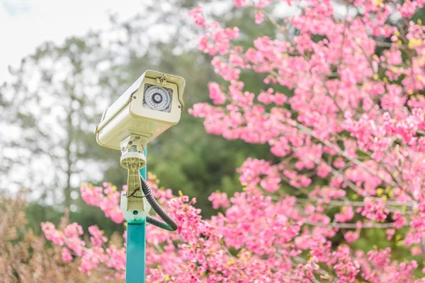 CCTV camera met prachtige kersenbloesem sakura in het voorjaar — Stockfoto