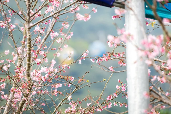 Baharda kiraz çiçeği açan kiraz sakura — Stok fotoğraf