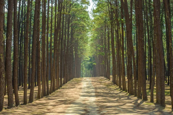 Chemin de promenade avec arbres verts dans le parc de pins . Image En Vente