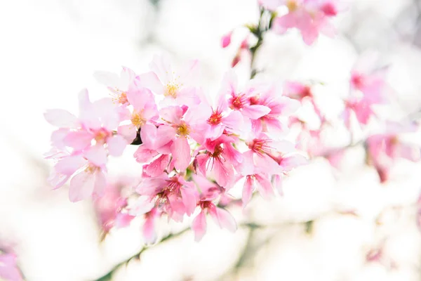 Vacker körsbärsblomma sakura på våren Royaltyfria Stockfoton