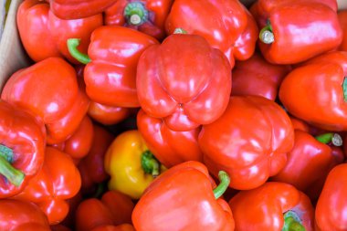  pazar yeri dolmalık biber