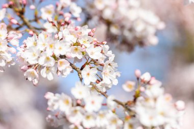 Baharda kiraz çiçeği açan kiraz sakura
