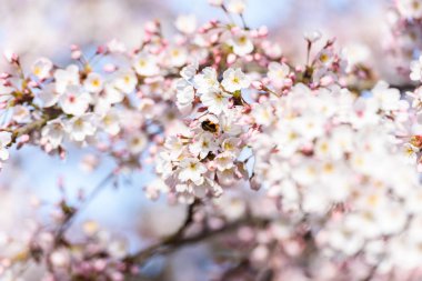 Baharda kiraz çiçeği açan kiraz sakura