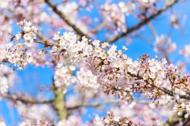Baharda kiraz çiçeği açan kiraz sakura