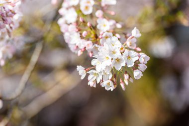 Baharda kiraz çiçeği açan kiraz sakura