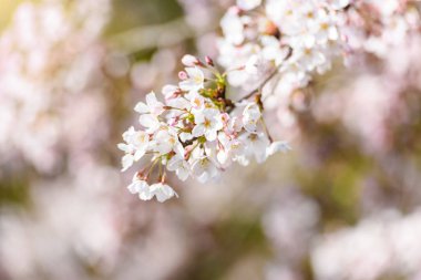 Baharda kiraz çiçeği açan kiraz sakura