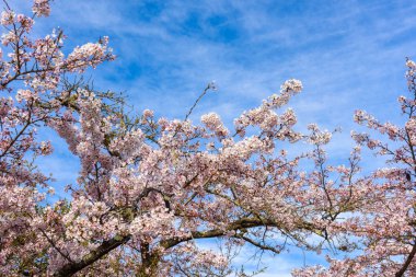 Baharda kiraz çiçeği açan kiraz sakura