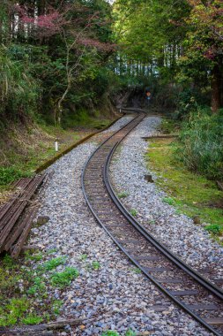 Orman tren demiryolu ile sakura Alişan Ulusal doğal A içinde