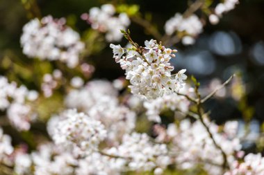 Baharda kiraz çiçeği açan kiraz sakura