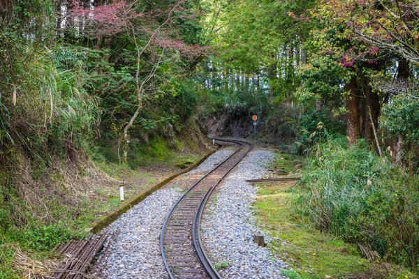 Treno forestale su rotaia con sakura in Alishan National Scenic A — Foto Stock