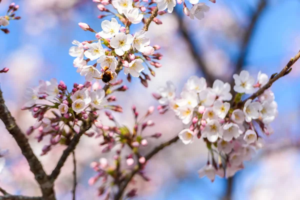 Belle Fleur Cerisier Sakura Printemps — Photo
