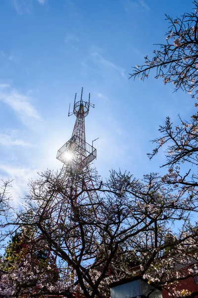 Kiraz ağacı çiçeği Kulesi Alişan Ulusal manzara alan, — Stok fotoğraf