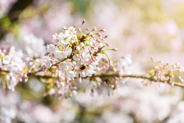 Belle Fleur Cerisier Sakura Printemps — Photo