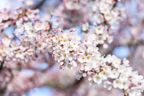 Belle Fleur Cerisier Sakura Printemps — Photo