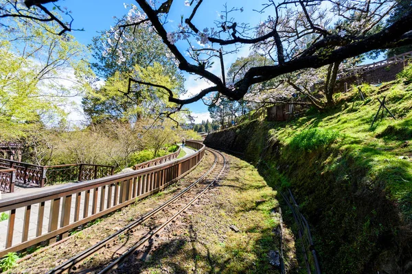 Treno forestale su rotaia con sakura in Alishan National Scenic A Fotografia Stock