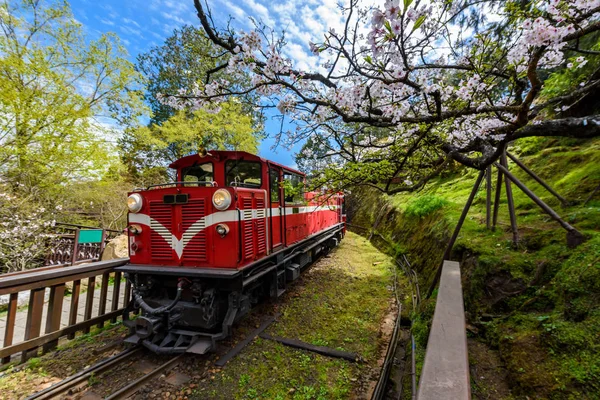 Alishan treno foresta in Alishan National Scenic Area durante spri Foto Stock Royalty Free