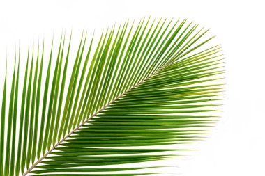 palmiye yaprağı üzerinde beyaz izole