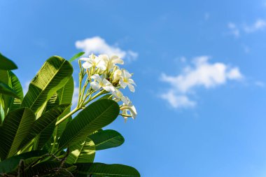 Plumeria ağaç üzerinde beyaz plumeria.