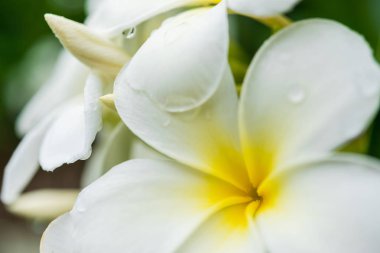 Plumeria ağaç üzerinde beyaz plumeria.