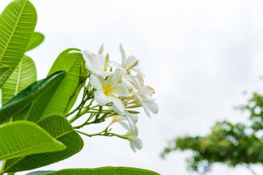 Plumeria ağaç üzerinde beyaz plumeria.