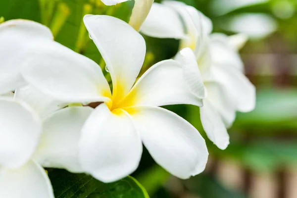 Plumeria Blanca Árbol Plomería —  Fotos de Stock