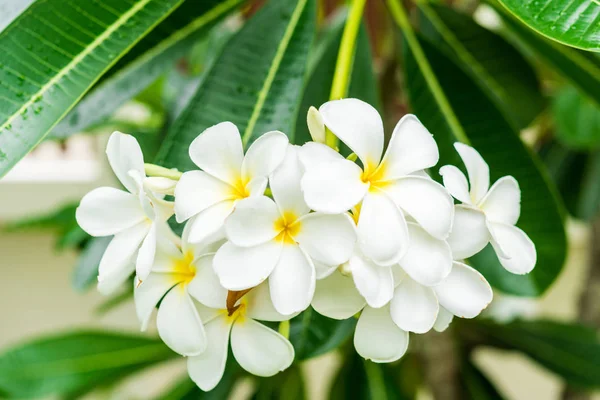 Plumeria Blanca Árbol Plomería —  Fotos de Stock