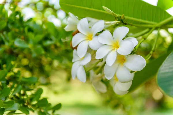 Plumeria Blanca Árbol Plomería —  Fotos de Stock