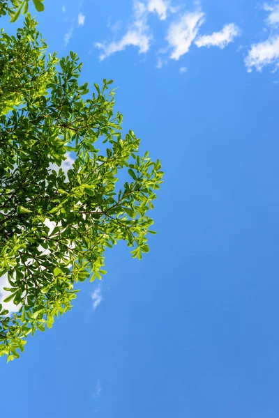 Green Leaf Blue Sky — Stock Photo, Image