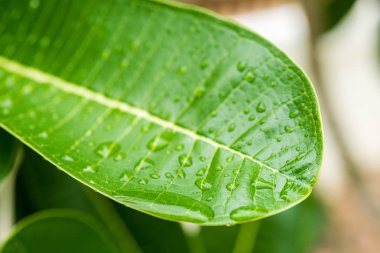 Arkaplan olarak yeşil yaprağın dokusu