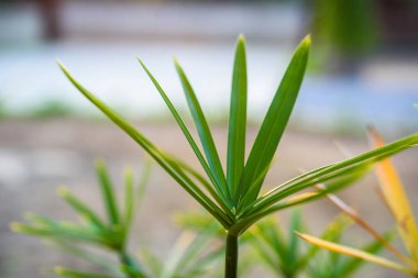 papirüs yeşil yaprak