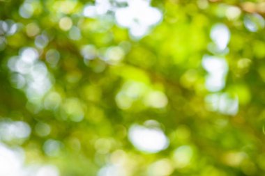 soyut doğa arka plan bulanık bokeh defocused ışıklar ile