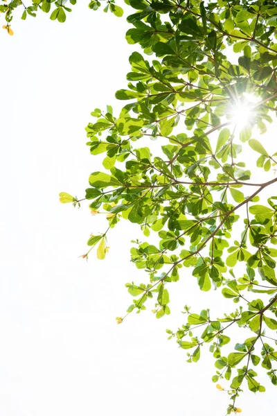 Branch Green Leaf Sun Isolated White — Stock Photo, Image