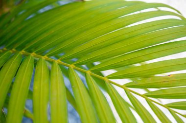 Arkaplan olarak yeşil yaprağın dokusu