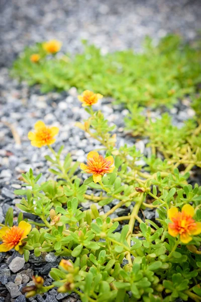 Rosmarin blüht im Kiesgarten (portulace grandiflora, portulace grandiflora) — Stockfoto