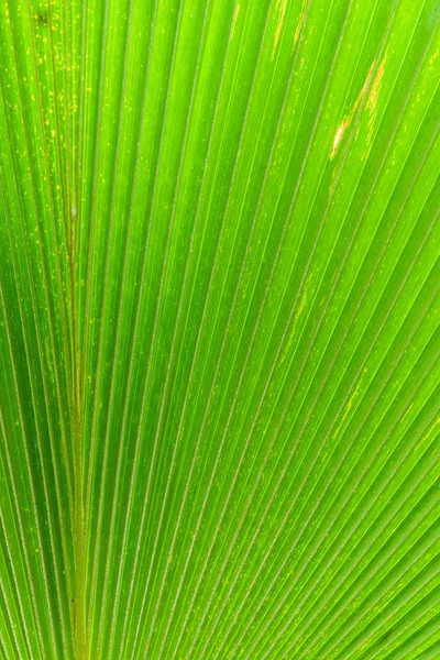 Textur eines grünen Blattes als Hintergrund — Stockfoto