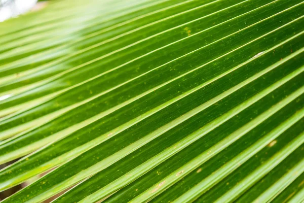 Texture of a green leaf as background — Stock Photo, Image