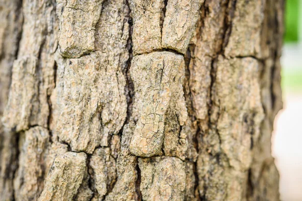 Árbol corteza textura fondo. —  Fotos de Stock