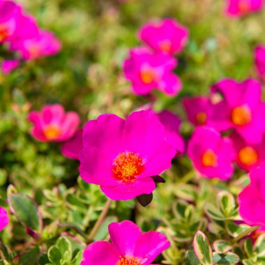 güzel pembe Rosemoss çiçeklenme (Portulace grandiflora, Portula